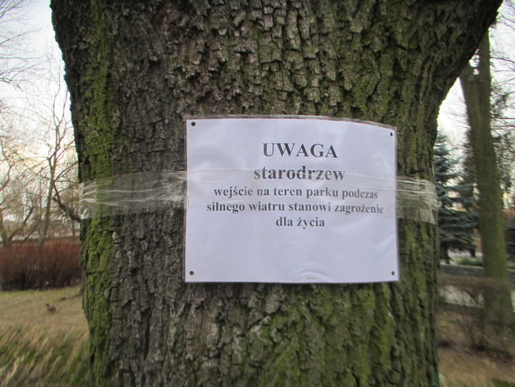 Wiatr łamie stare drzewa. Magistrat: To zagrożenie dla życia 1 11209 8c7cc9139aa824768b27891085cad86c