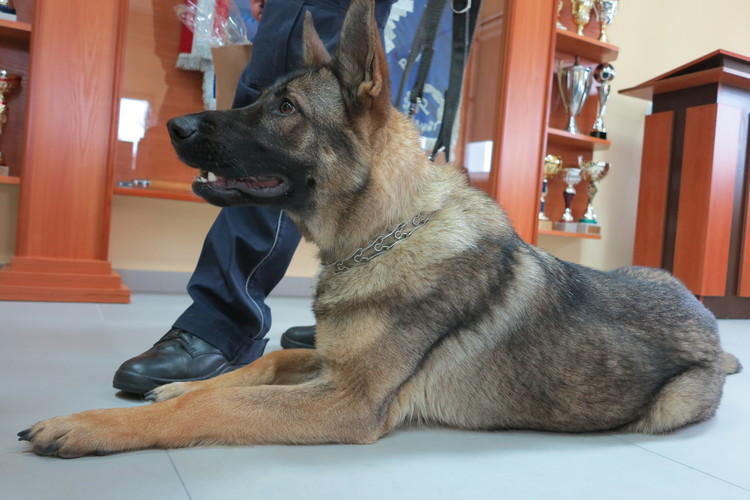 Bełchatowska policja ma nowego psa 1 13240 801c0665e0149a84ec0d316f07d5d155