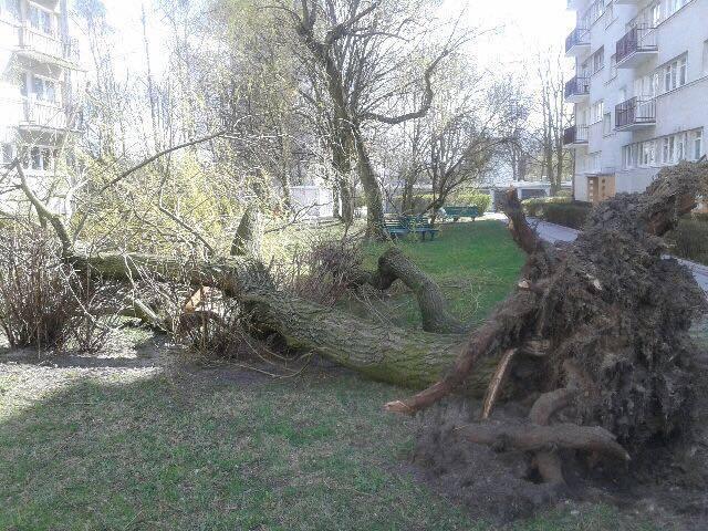Wieje silny wiatr. Uszkodzone auto, interwencje strażaków 1 13514 566d3ae404bae5b66a4c2c2357c98095