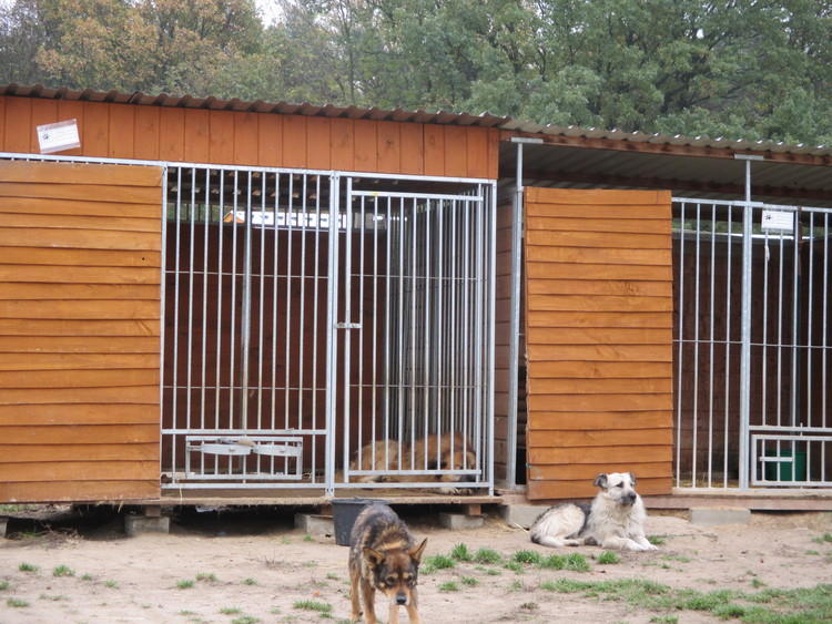 200 tysięcy złotych na schronisko dla zwierząt 1 14047 ec6f4bf90a1121884028e9e451b5c20f