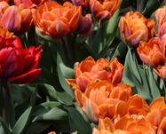 14052 07f055b974be3270b55b009f0a9013c0