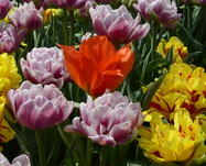 14052 3d3c32e1ff37d4cbe0f76f09265fd1bc