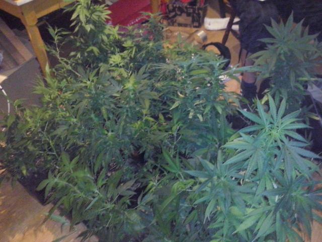 16983 f9da22724786ecd2375221707a1a4359