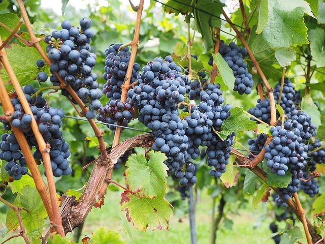 Winogrono, wino, miód, oliwa i Sting 1 17086 5ac938469105594710b71657fa33d52b