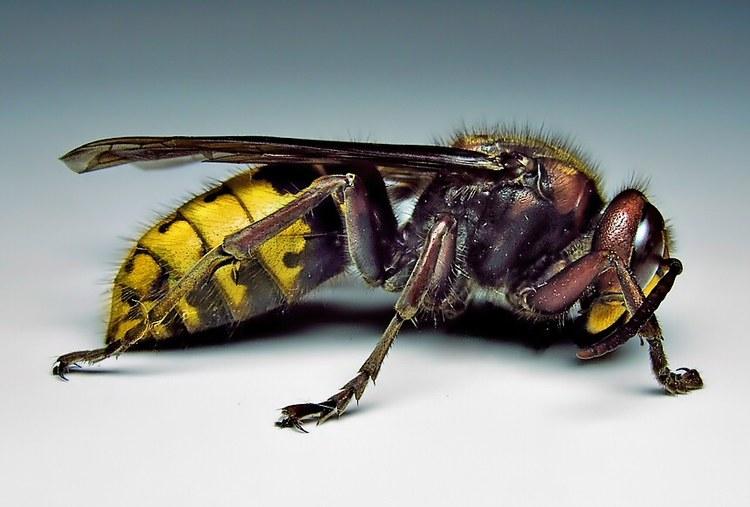 Plaga os i szerszeni 1 17329 5eaf16f05c46bd7573eabf7b7900f2fe