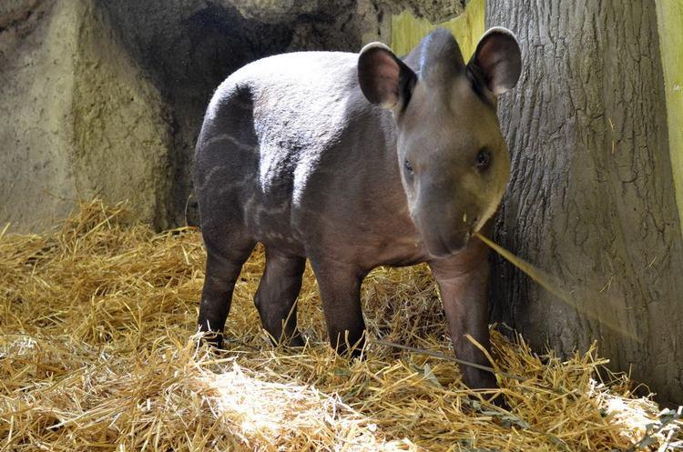 Rusza głosowanie na imię dla małej tapirki 1 18270 85a1729c9b5029d6d7baa29aba4c503a