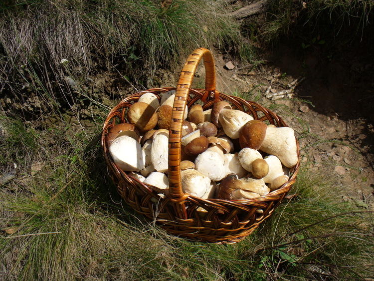 Grzybobranie. 10 najpopularniejszych gatunków 1 18435 9fa56055b3902d2e7114a6111d8f3a48