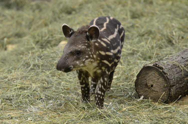Wybraliście imię dla młodej tapirki z ZOO w Łodzi. Zwierzę nazywa się... 1 18710 06bd3fa78b3c4f7aa28e2eadd4de18aa