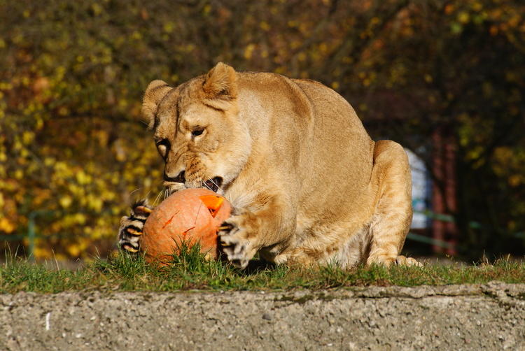 Jedzenie albo psikus! Halloween w łódzkim ZOO 1 19471 fab8430a0848ba7727c2aad4ebb2d25b