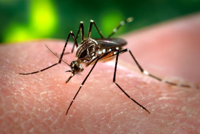 WHO ostrzega przed zika w Europie 1 22233 67010124a2010a0725a5bacf90d45c4f