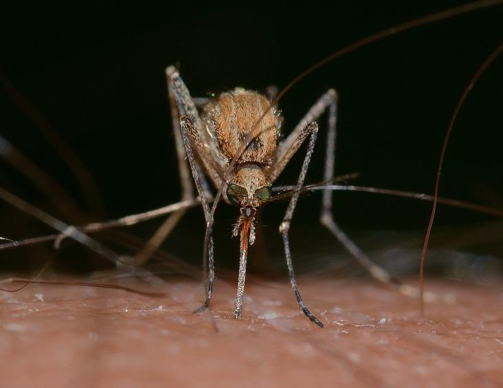 Zika w organizmie nawet po dwóch miesiącach od zakażenia 1 22513 b9300c5f7de8efb8c07b82a104876e80
