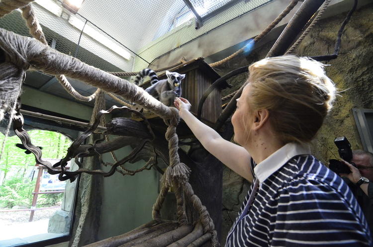 Urodziny lemura Juliana z łódzkiego ZOO 1 23671 11b25a8516f86f06966547ba05fd16ca