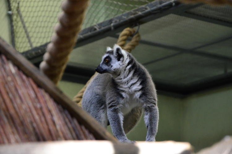 Urodziny lemura Juliana z łódzkiego ZOO 2 23671 5b33feeacde54ee0044d25c9e18961d1