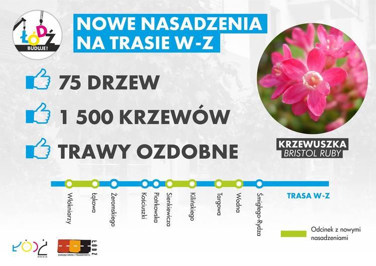 Nowe drzewa, krzewy i trawy ozdobne wzdłuż trasy W-Z 1 23698 88569ea58d6a4d5af90d3918a143b72a