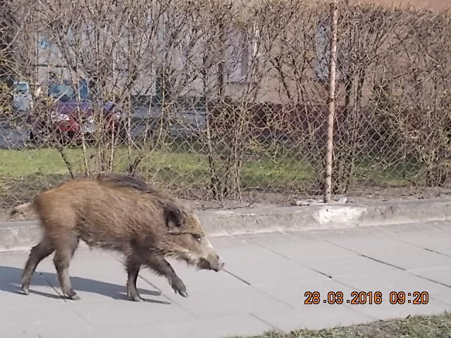 Dzikie zwierzęta w centrum Zgierza 1 23831 6ade56f9f5fbfcc45f08fb6021381a04