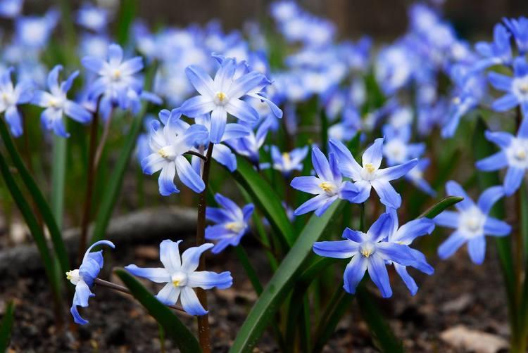 Ogród Botaniczny w Łodzi otwarty po zimowej przerwie 1 23901 72bd776177713e43b8b769aaac9e3d93
