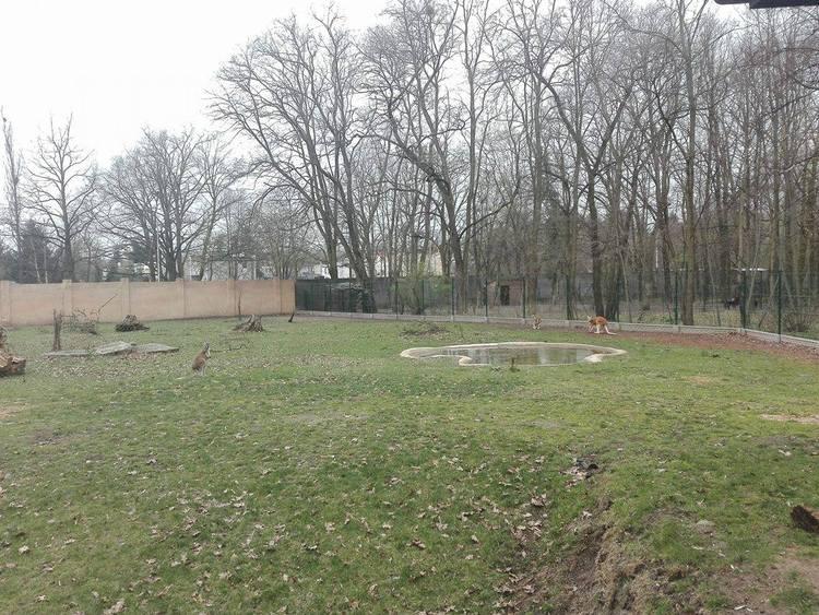 Mały kangur w łódzkim ZOO 2 24108 bf267e7fe004edfaf7add63aca61bec5
