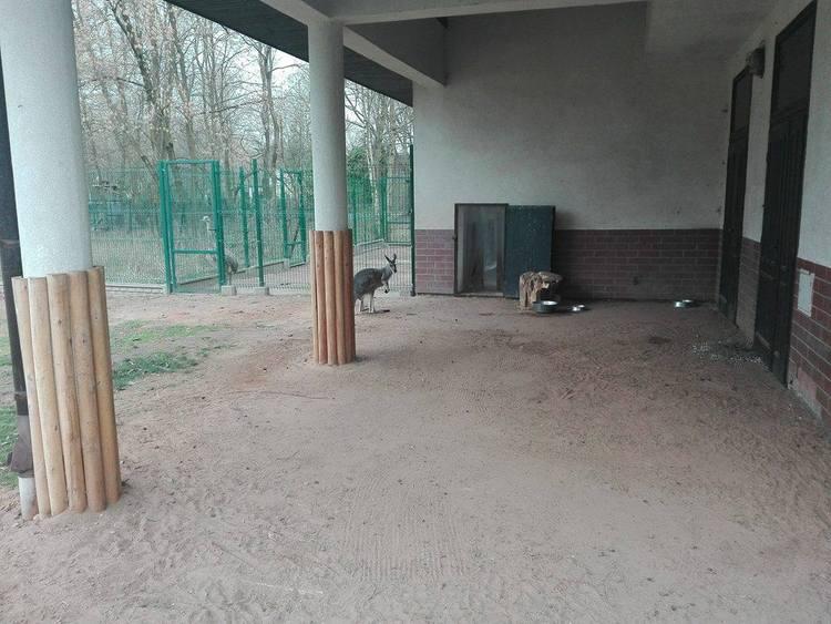 Mały kangur w łódzkim ZOO 1 24108 c1ad098f2a066ba95fd4fae354f53902