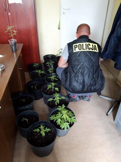 Zlikwidowano leśną plantację konopi 1 25642 900682404049ad3e79b51942c5db5dbe