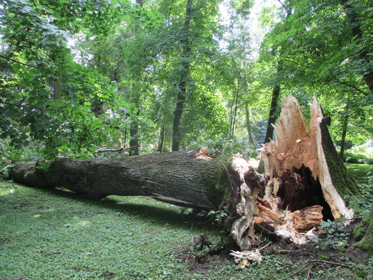Zniszczony park przy Muzeum Wnętrz Dworskich w Tubądzinie 1 26253 c1463575ef936495d25e73977ed526fa