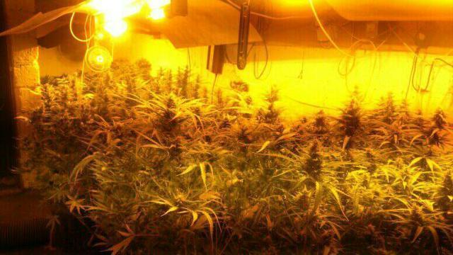 Marihuana na Górnej w Łodzi 1 26336 5d5bdd8e87a5e1221fda0bd318ec5682