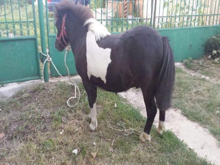 Przewozili kuca w osobówce i spowodowali wypadek 1 26615 5990b0e87e3a16b82c3d4663a41bc871