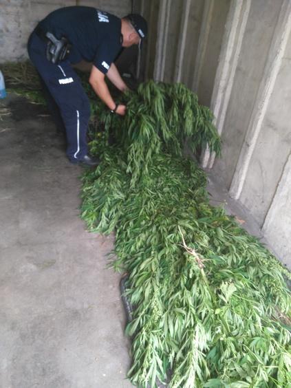 Policja zlikwidowała plantację konopi indyjskich pod Lutomierskiem 1 26810 7e4d8d92173cb6e8bfa258e48c5ad01e
