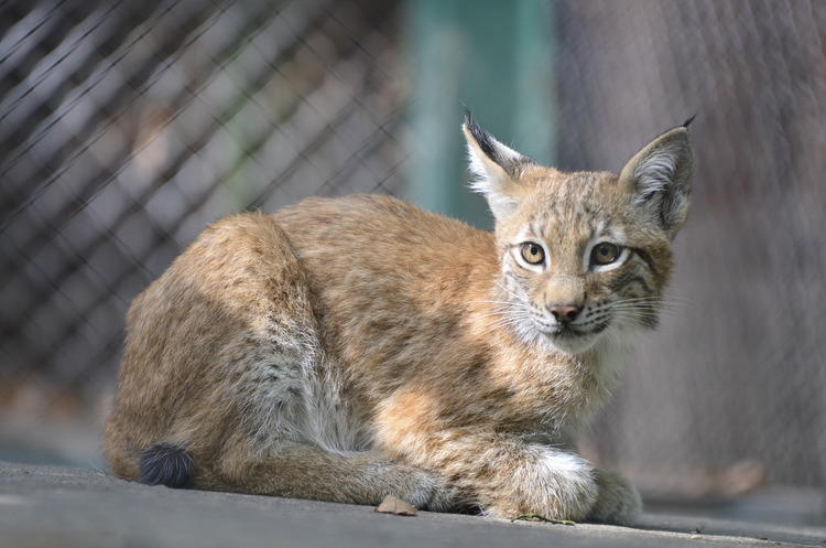 Ryś Gabryś z łódzkiego ZOO pomoże przywrócić pomorską populację rysi 1 26936 5bf87b28c9d3526cc9a55f09fb5dafcc