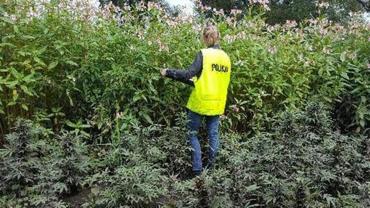 Uprawiali marihuanę na łódzkim osiedlu Lublinek 1 27154 0773a808233e5438232facf557d9059d