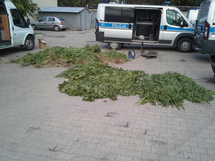 Policja zlikwidowała plantację konopi indyjskich wartą 2,5 miliona złotych 2 27328 6532b333e1a8cabb3c62dced6e211bf8