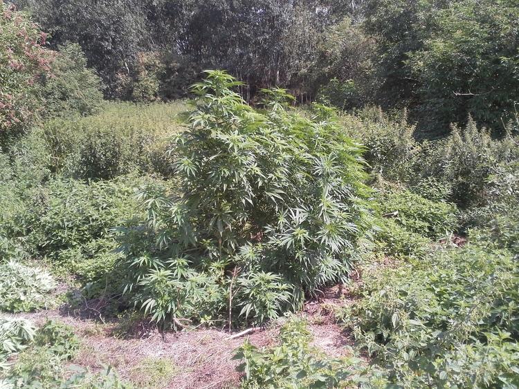 Policja zlikwidowała plantację konopi indyjskich wartą 2,5 miliona złotych 1 27328 c909e42887d93ce60743a60a4da9998b