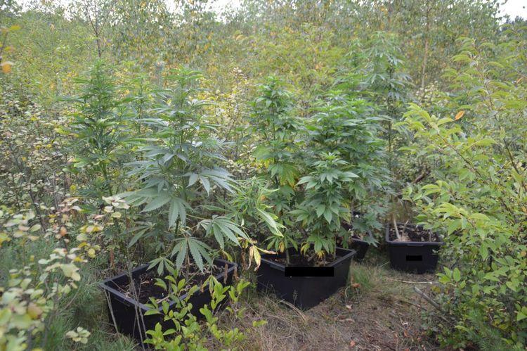 Marihuana w lasach pod Zelowem 1 27763 bdc685e2444d492759516986694fffa6