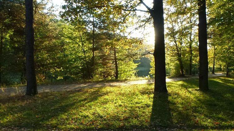 Ochrona Lasu Łagiewnickiego. Nowy plan miejscowy dla Łodzi 1 28549 ad1a68743a843afa6cdfae133c7aff53
