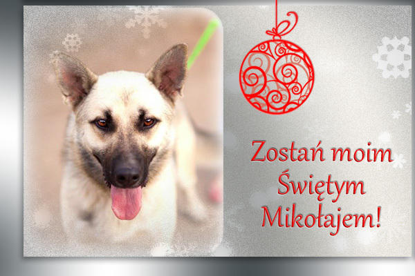Paczka dla Zwierzaczka. Zrób prezent bezdomnych psom i kotom 2 30981 652f6977fc0a3e114ba23a8916d9827c