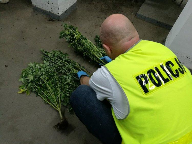 Marihuana w mieszkaniu przy Niciarnianej 1 31140 0fec9085c7c739929bb60565760afba8