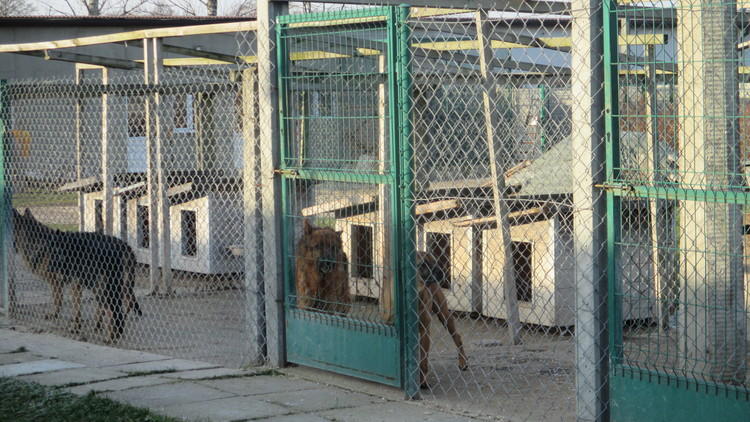 Uniknąć niechcianych prezentów. Psy nie do adopcji 1 31259 4fac8eb15c9fb7579b3677496c6c0f85
