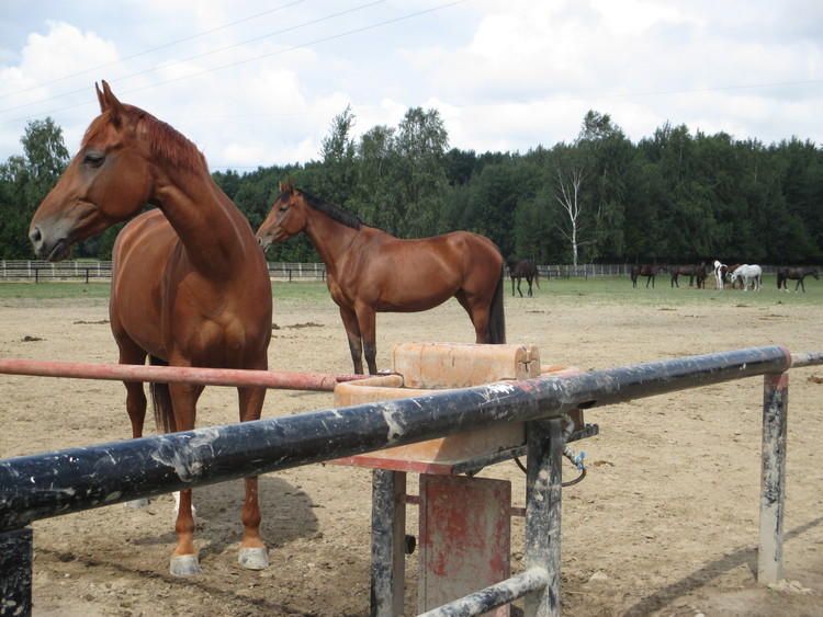 Sytuacja koni w Polsce | Jestem Eko 1 32420 87a52972b00ad56f3f2db45cc1e50e74