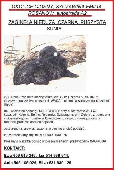 Ukraiński przewoźnik zgubił psa. Trwa przeczesywanie lasów 4 32521 0948801f5b80ea9f792a33fe49562020