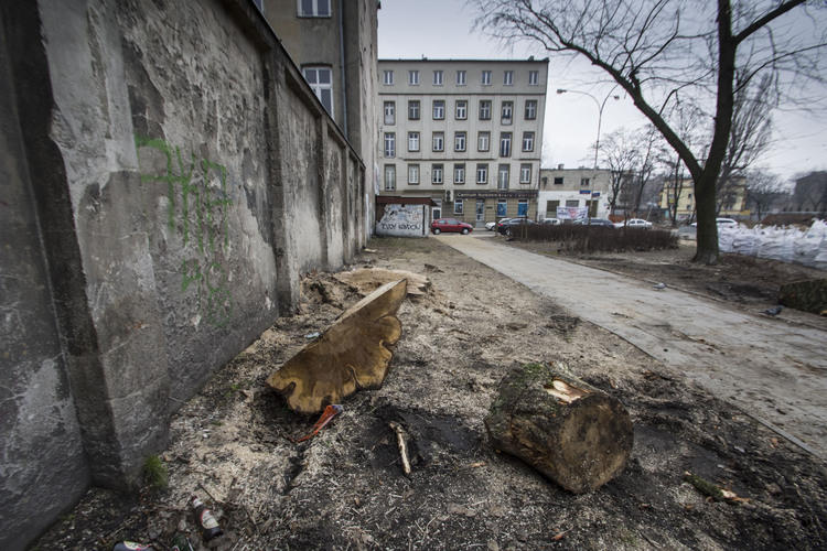 Wycinka drzew na Pogonowskiego. UMŁ: "Przyjrzymy się sprawie" 1 33642 31fe71867149dfbcdc12abe6d0fce1b2