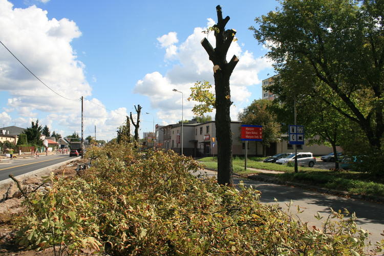 Drzewo do wycięcia. Nie zgadasz się? Zgłoś to urzędnikom 1 34565 b096de67620443c034879f63186d7f0d