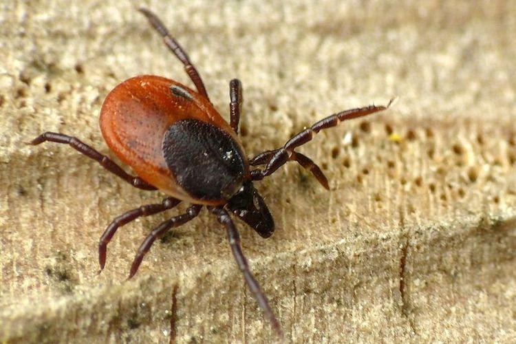 Kleszcze szukają żywicieli. "Bądźmy czujni, nie panikujmy" 1 36049 6c0d911c5831986b763ea55b76d440be