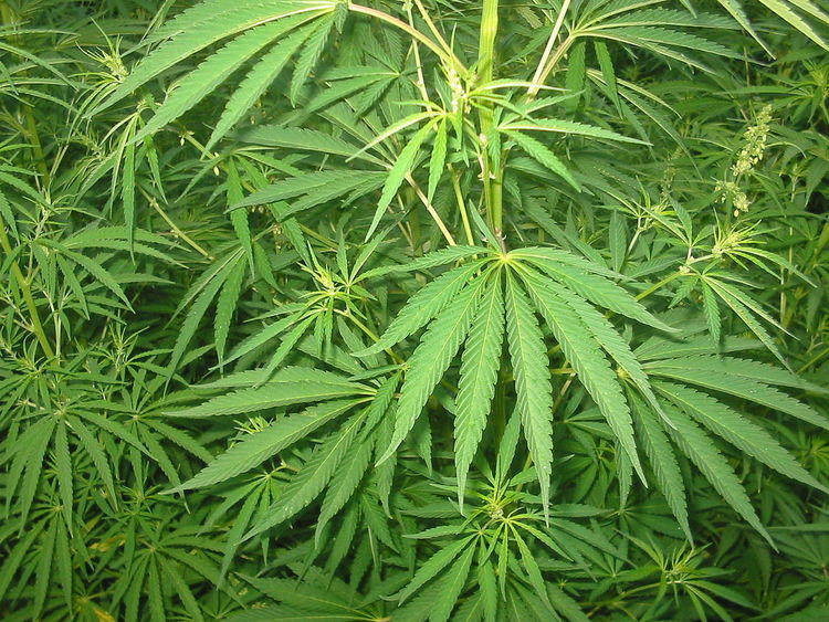 Marihuana pomocą dla chorych, ale zagrożeniem dla zdrowych 1 36649 19f0e683617e629c190d15c814027a5a