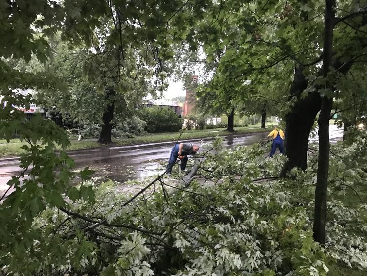 W Łodzi posadzą tyle drzew, ile zniszczyła nawałnica 1 38664 0be4ed53ba8b6f768b443ff5b3b4ebc4