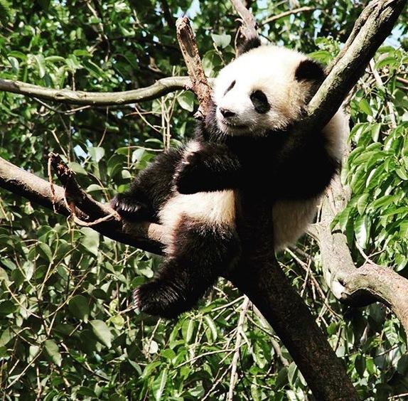 Chengdu: Baza Pandy i mistrz nożyczek | Marzyciele z końców świata 1 39153 5fcc53a6fe05a6ff6908e74a80412f45
