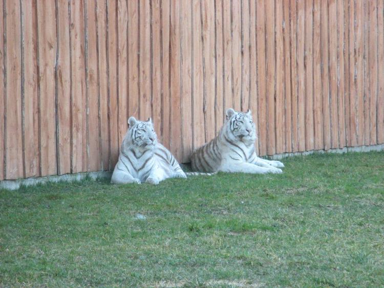 Prokuratorskie śledztwo w ogrodzie zoologicznym 1 40749 9bd8705993fdce9ef0c43430ca378be5