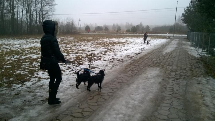 Jak uniknąć psiej paniki w sylwestra? 1 41127 62631356c8c539ad244d3939de4eee5f
