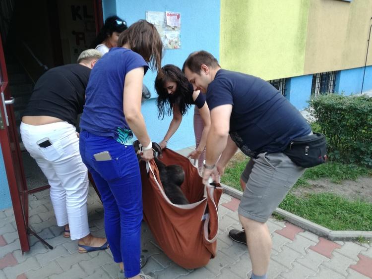 Wnoszą psa na czwarte piętro. Codziennie od dziesięciu miesięcy 2 45765 9ecc0072decb95ef7810a0de573423ce