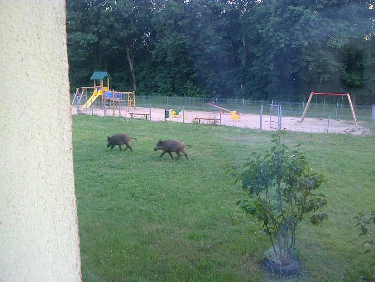 Mieszkańcy okolic Strykowa i części Łodzi narzekają na plagę dzików 1 45781 fe86db33b73a8c975fd6fed09bdeb1aa