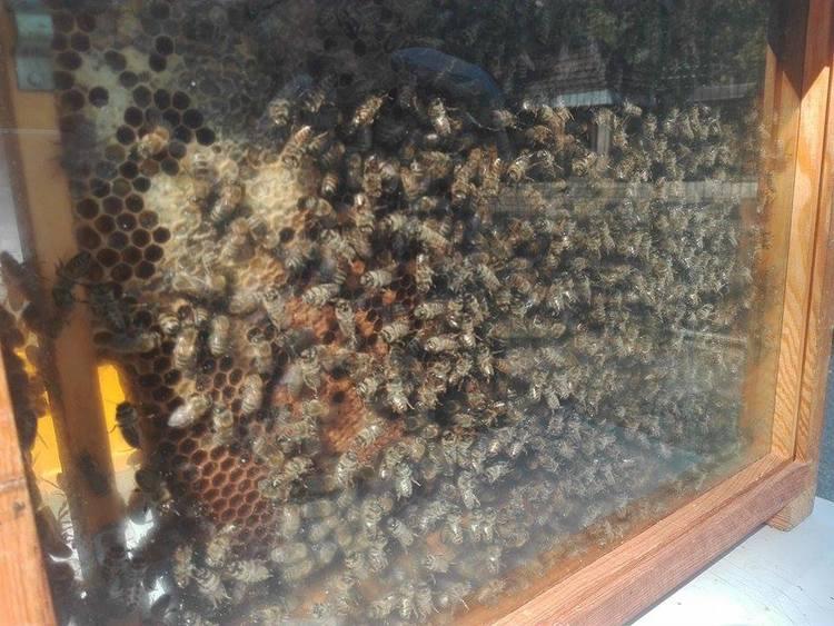 Coraz więcej interwencji strażaków w związku z plagą owadów 1 46208 2cb4363882619f574c6809f5d8451279
