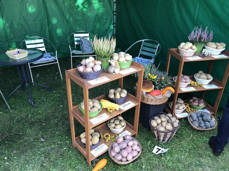 Jesień w polu i w ogrodzie. Kościerzyński Dzień Ziemniaka 1 47179 dd4c9714481fcef641769ef5efca725a